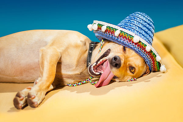 Read more about the article Как ухаживать за собакой в жаркое время года