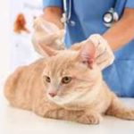 Прививки и вакцинация собак и кошек