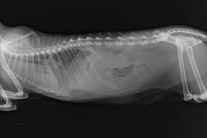 Рентген кошкам и собакам